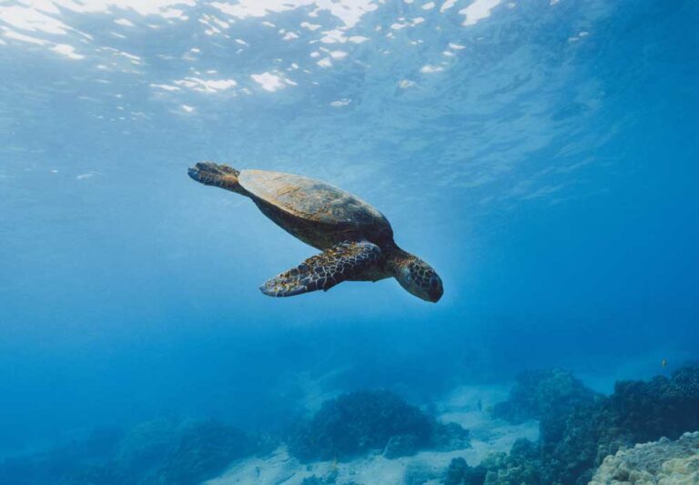 Exploring Galapagos Wildlife: Beyond the Blue-Footed Booby