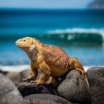 Galápagos wildlife adventure