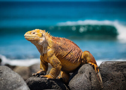 Galápagos wildlife adventure