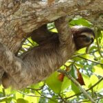 peruvian sloth