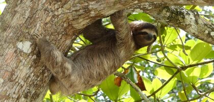 peruvian sloth