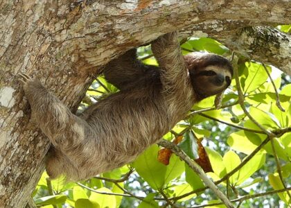 peruvian sloth