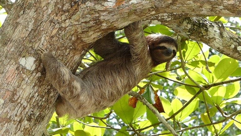 10 Fun Facts About Sloths – Discover Peru’s Slow-Moving Marvels!