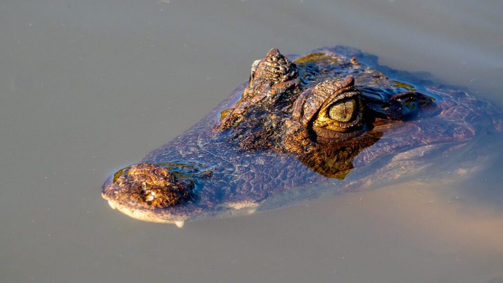 Crock