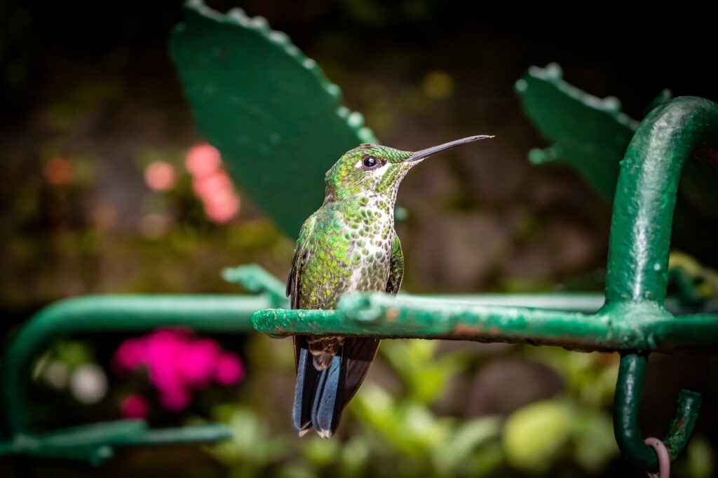 Humming Birds