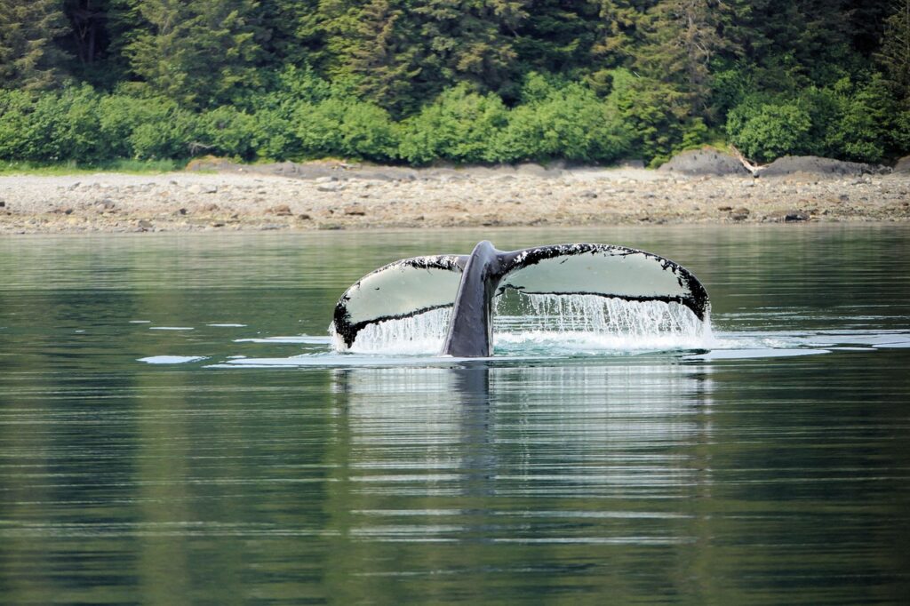 Humpback Whale