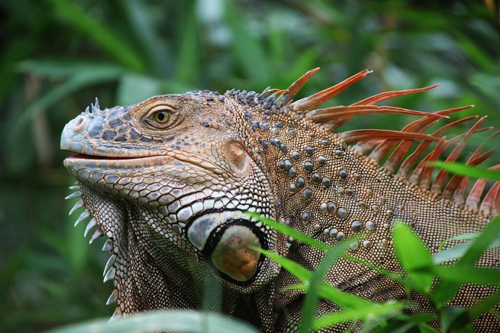 Reptiles