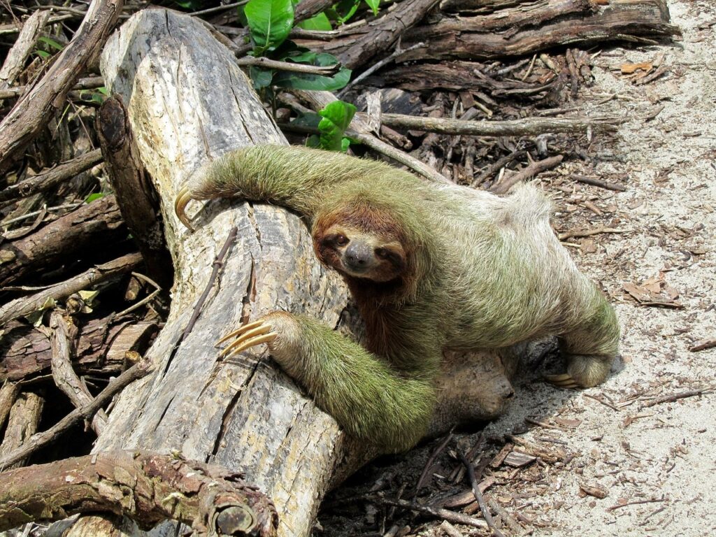 Sloths