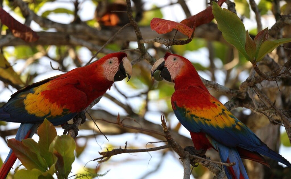 curu wildlife refuge
