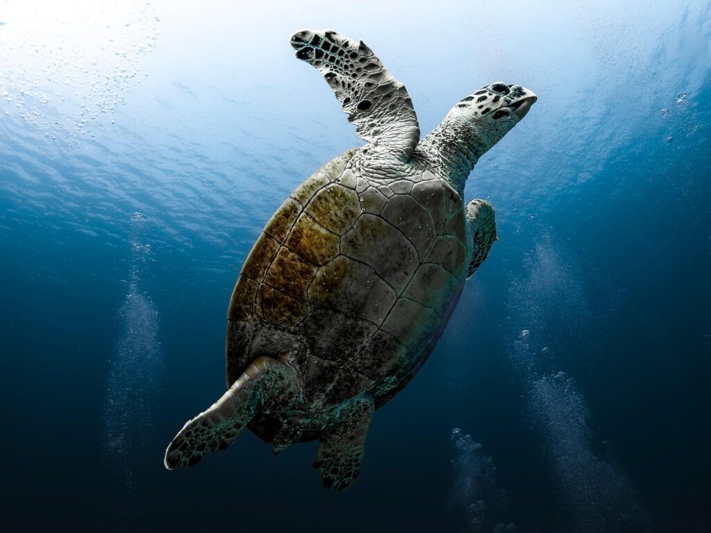 Sea Turtle Catalina Islands