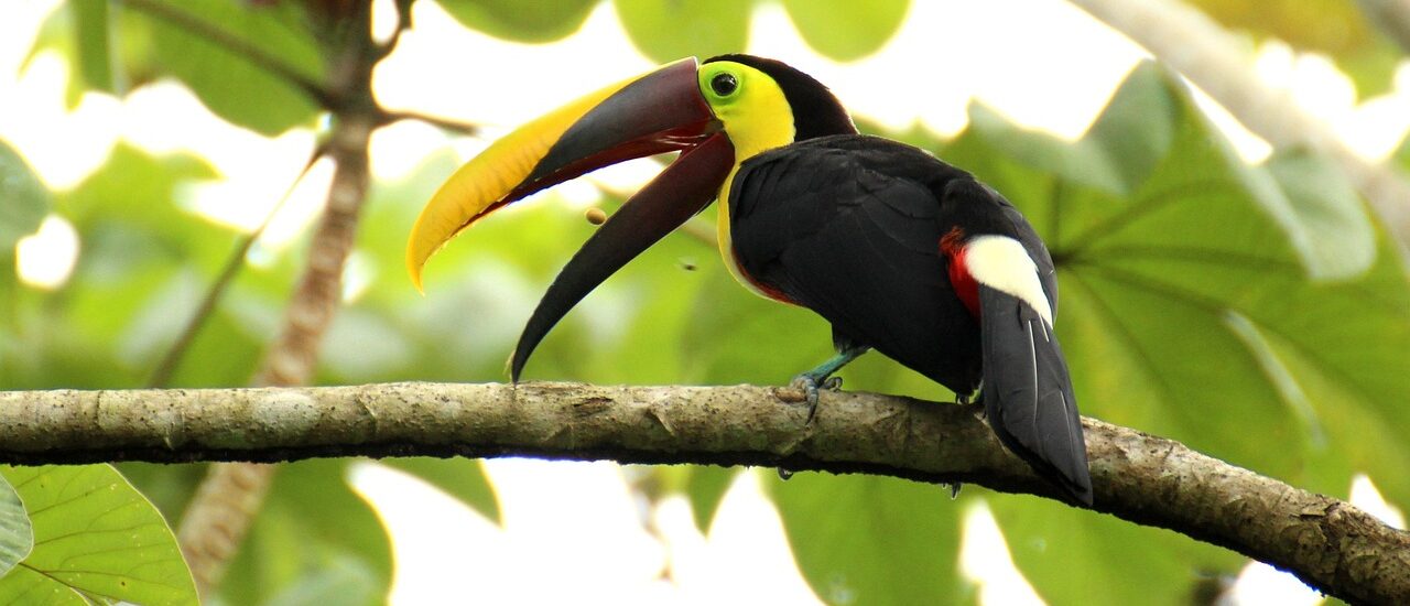 Tucan