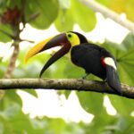 Tucan
