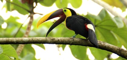 Tucan