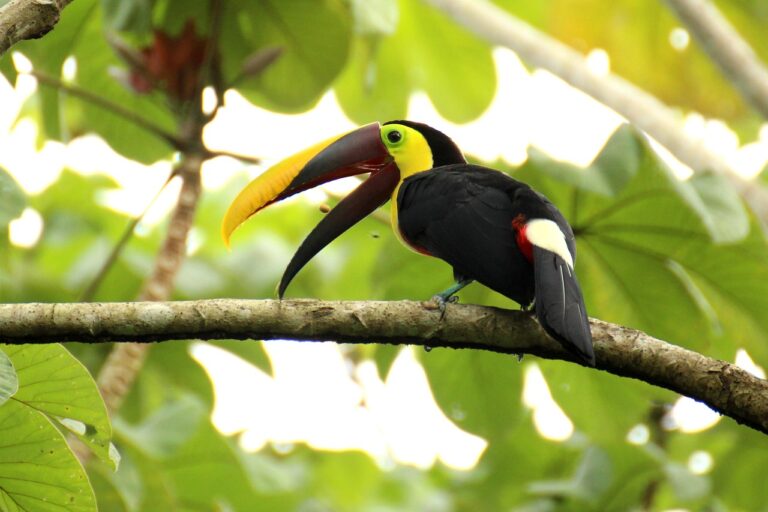 Wildlife Encounters: Best Spots for Animal Watching in Costa Rica