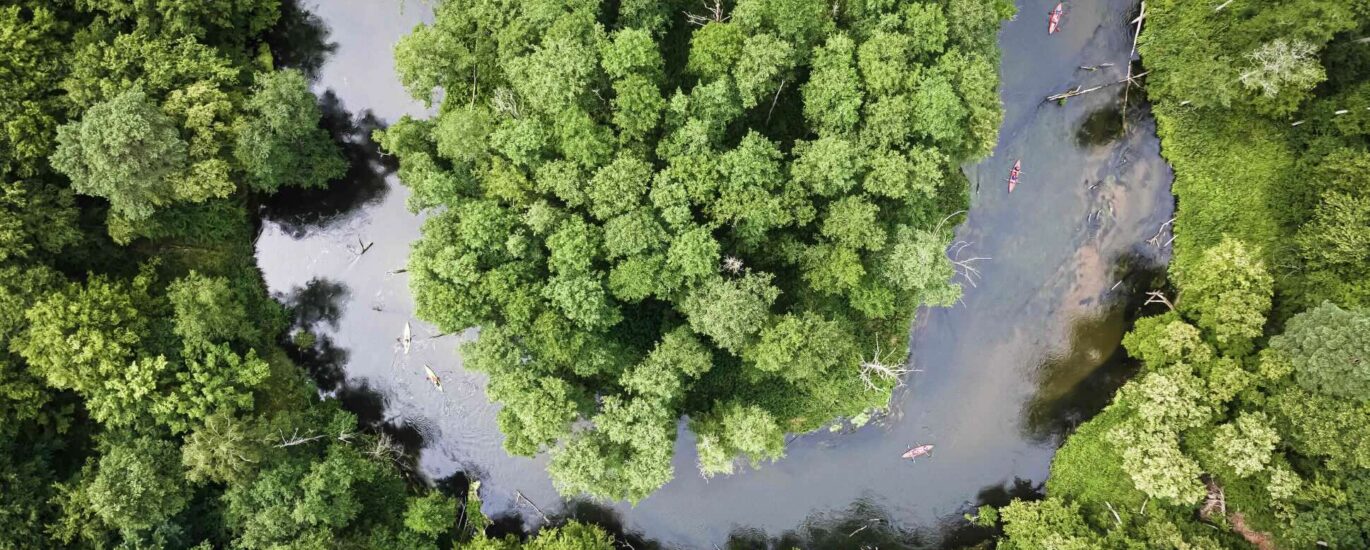 amazon rainforest
