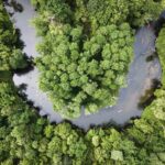 amazon rainforest