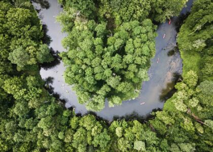 amazon rainforest