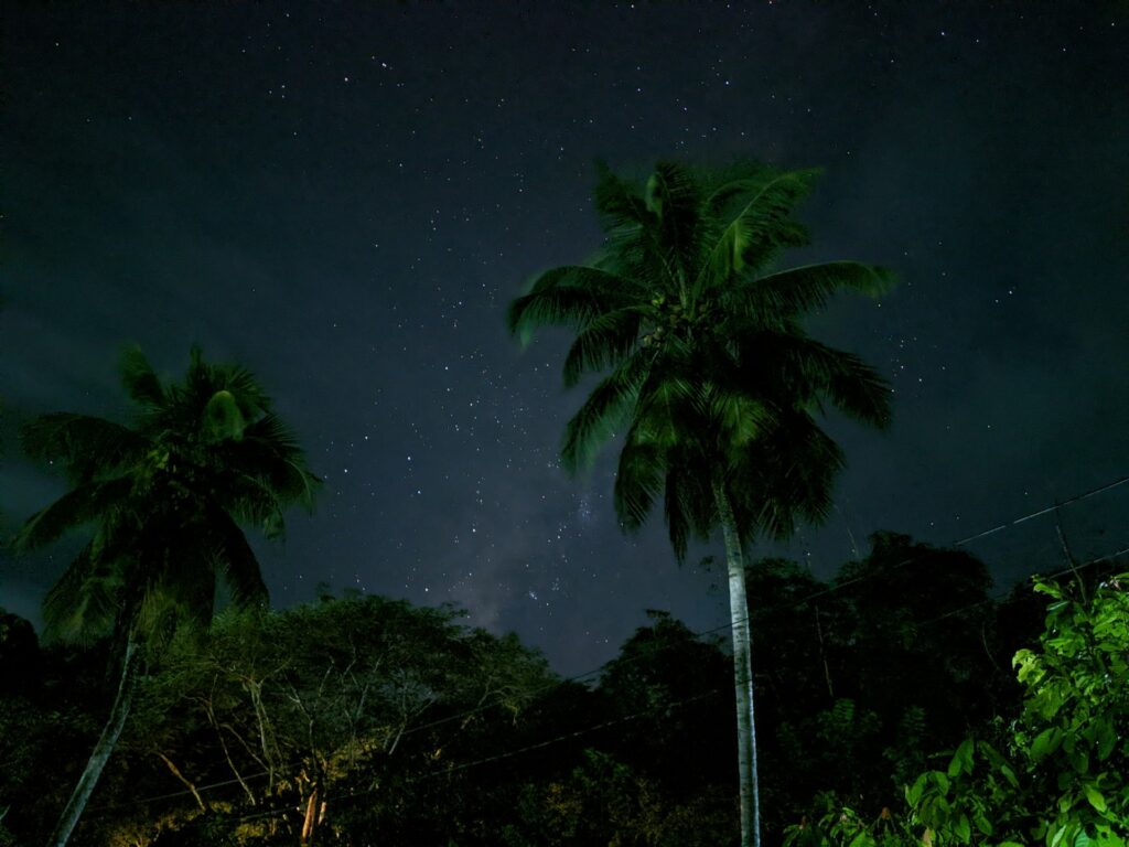 Night Walks in the jungle