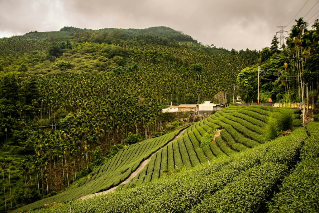 Coffee or Chocolate Farm