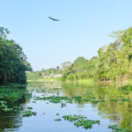 amazon rainforest