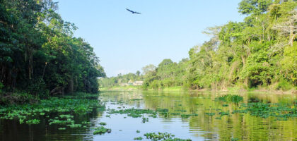 amazon rainforest
