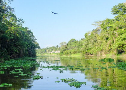 amazon rainforest