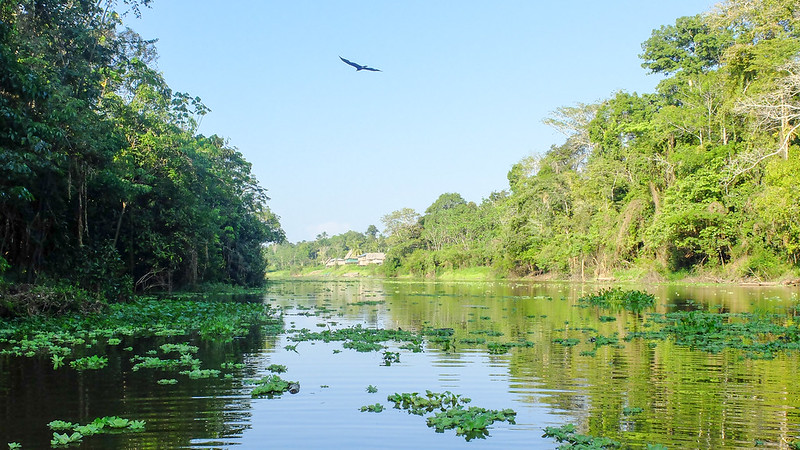 amazon rainforest